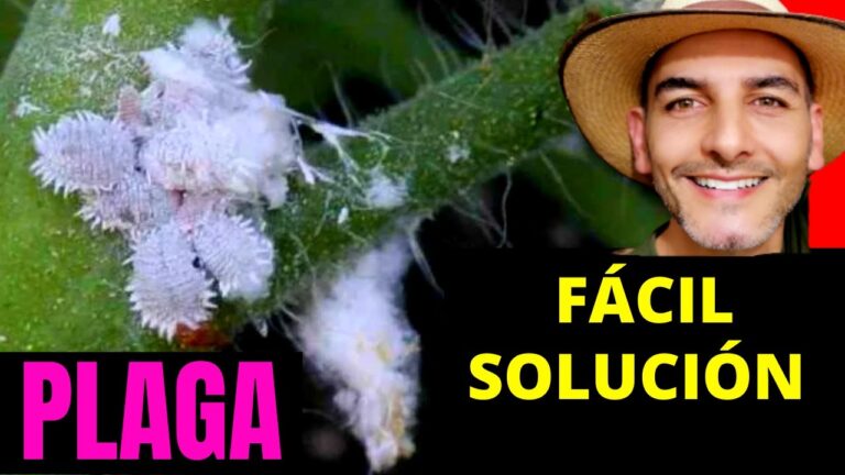 Control Efectivo de Plagas en Quetzaltenango: Servicios Especializados